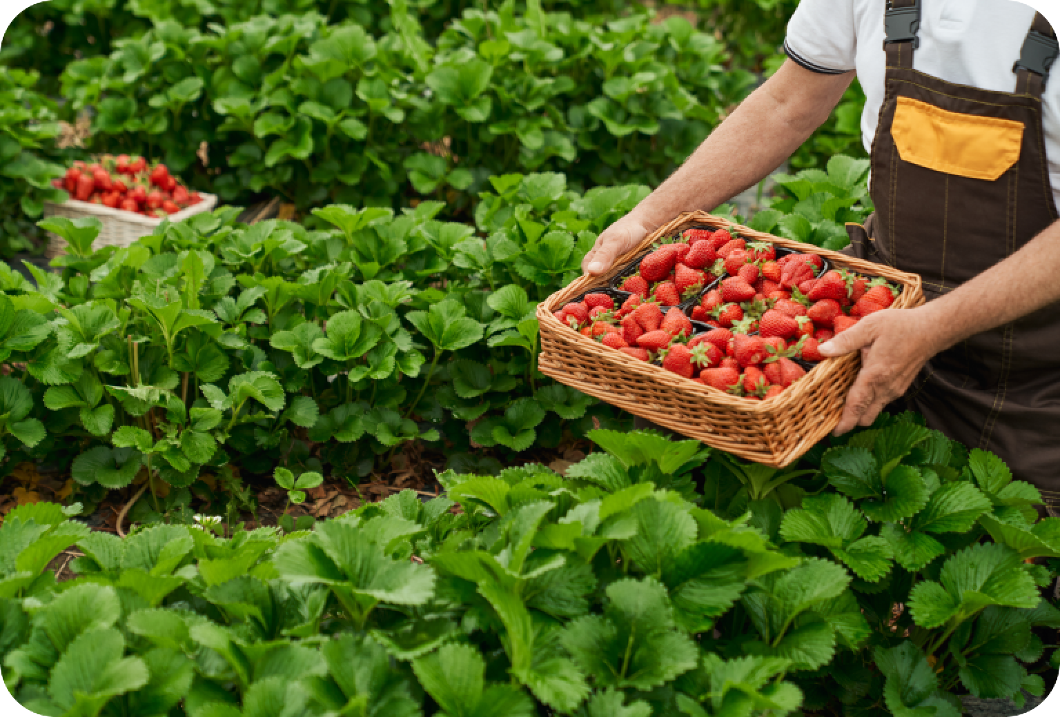 Sustainable Farming Practices: How We Ensure Quality Throughout the Year
